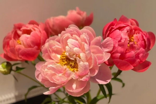 落日珊瑚芍药变色的原因,花青素降解后颜色会消退