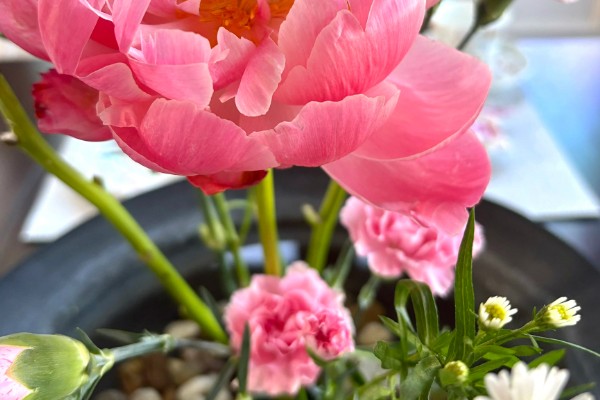 落日珊瑚芍药变色的原因,花青素降解后颜色会消退