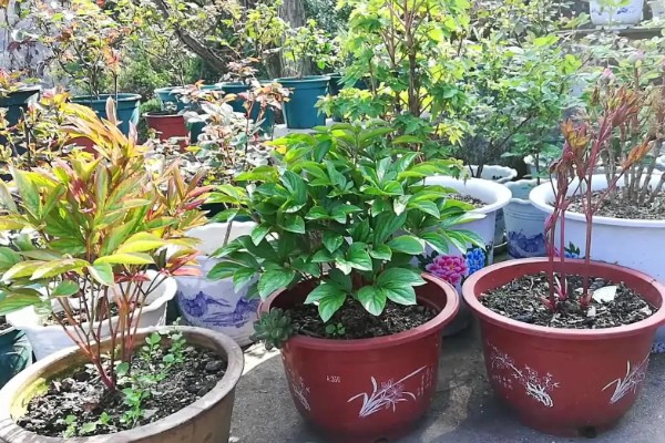 落日珊瑚芍药变色的原因,花青素降解后颜色会消退