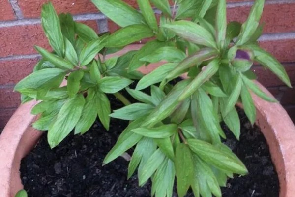 落日珊瑚芍药变色的原因,花青素降解后颜色会消退