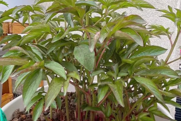 落日珊瑚芍药变色的原因,花青素降解后颜色会消退