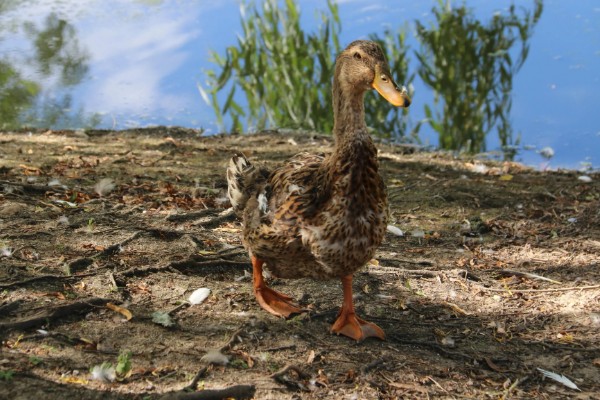 鸭子的存活时间，一般为6-8年左右