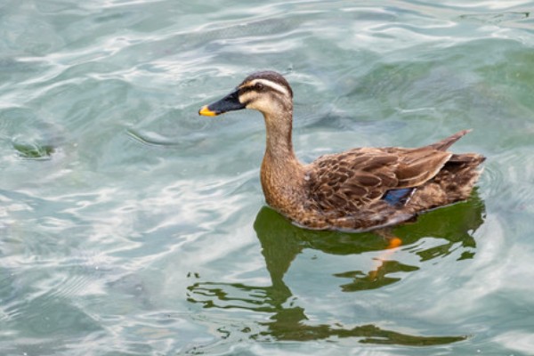 鸭子的存活时间，一般为6-8年左右