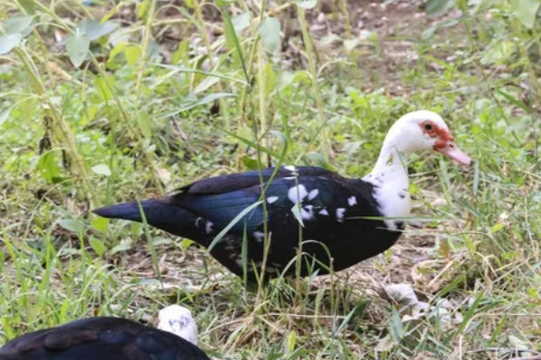 鸭子的存活时间，一般为6-8年左右