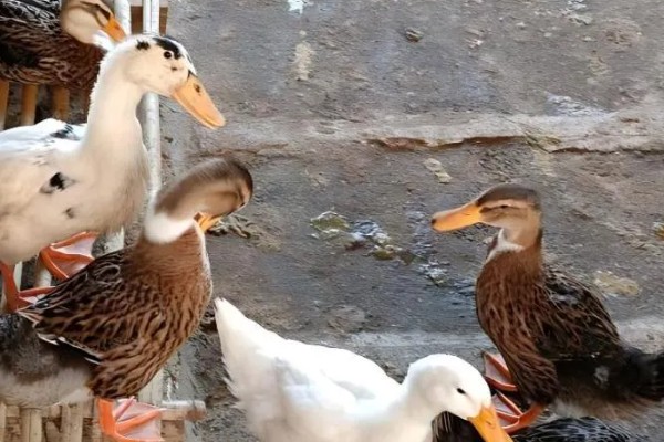 鸭子的存活时间，一般为6-8年左右