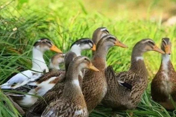 鸭子的存活时间，一般为6-8年左右
