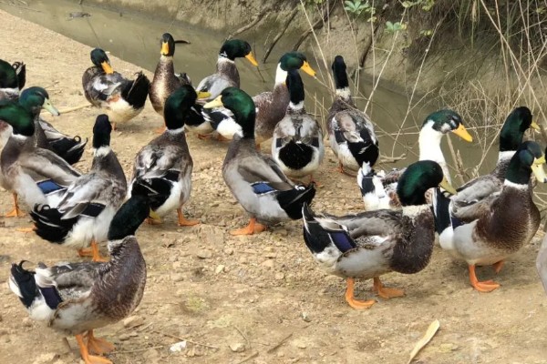 鸭子的存活时间，一般为6-8年左右