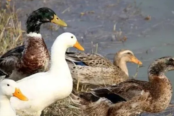 鸭子的存活时间，一般为6-8年左右