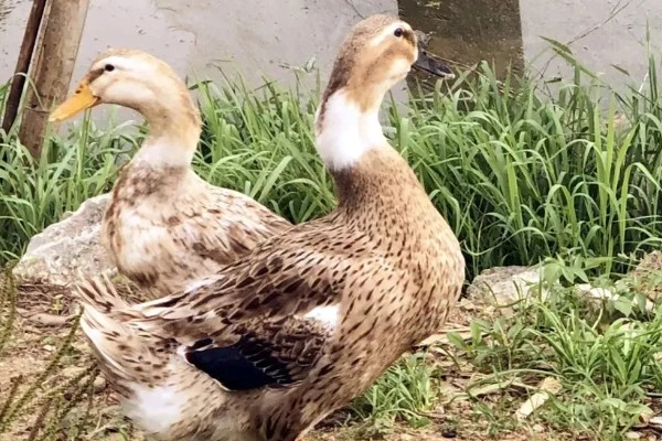 鸭子的存活时间，一般为6-8年左右