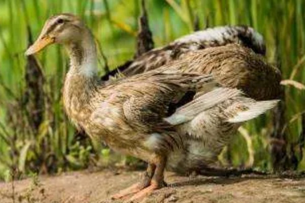 鸭子的存活时间，一般为6-8年左右