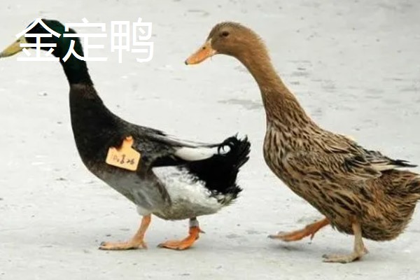 鸭子的存活时间，一般为6-8年左右