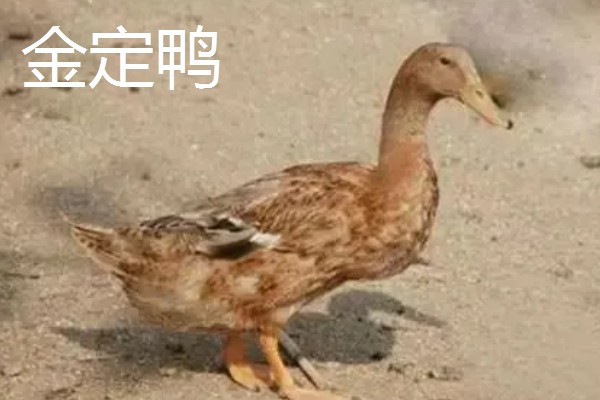 鸭子的存活时间，一般为6-8年左右