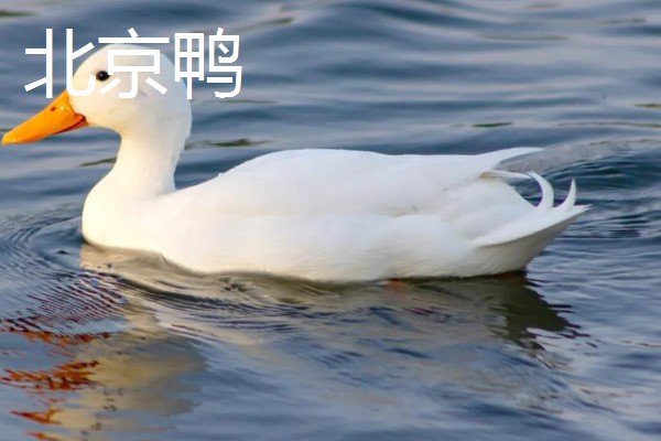 鸭子的存活时间，一般为6-8年左右