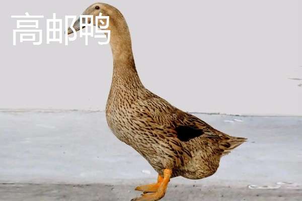 鸭子的存活时间，一般为6-8年左右