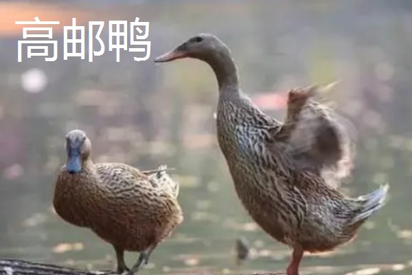 鸭子的存活时间，一般为6-8年左右