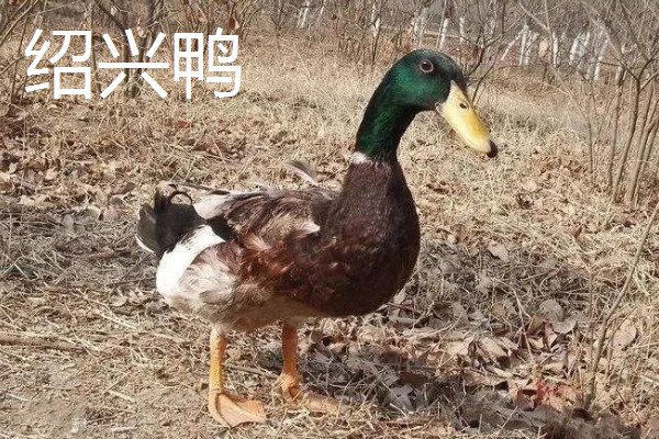 鸭子的存活时间，一般为6-8年左右