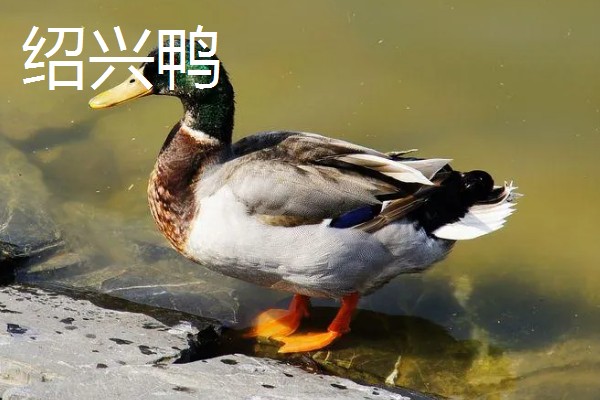 鸭子的存活时间，一般为6-8年左右