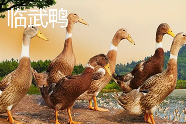 鸭子的存活时间，一般为6-8年左右