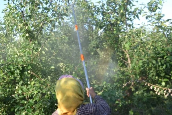 毒死蜱的使用方法,针对不同害虫的使用方法不同