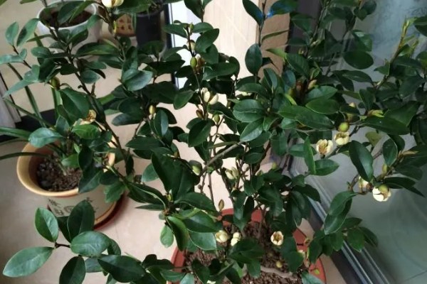 如何养殖含笑花,夏季要遮阴减少光照