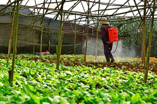 毒死蜱的使用方法,针对不同害虫的使用方法不同