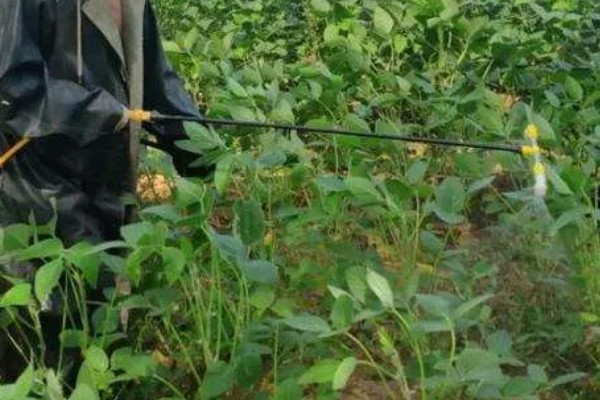 毒死蜱的使用方法,针对不同害虫的使用方法不同