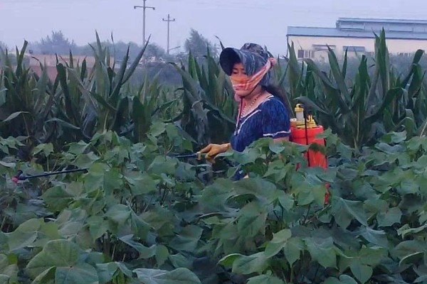 毒死蜱的使用方法,针对不同害虫的使用方法不同