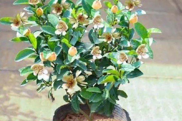 如何养殖含笑花,夏季要遮阴减少光照