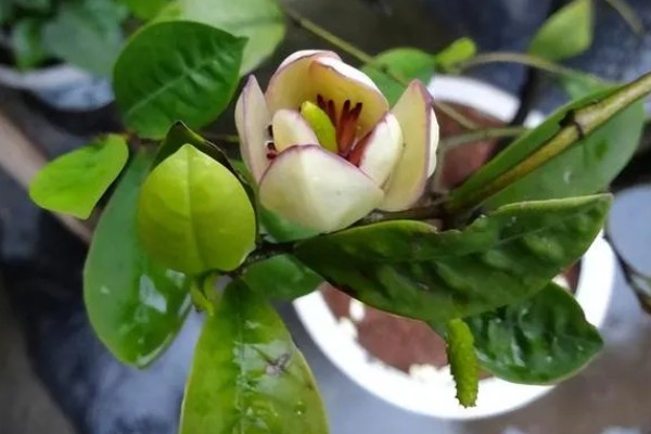 如何养殖含笑花,夏季要遮阴减少光照