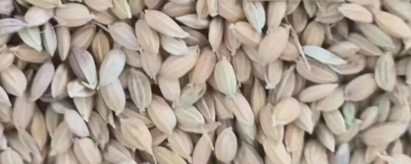 优质稻种如何挑选，选择饱满、整齐、完好的种子