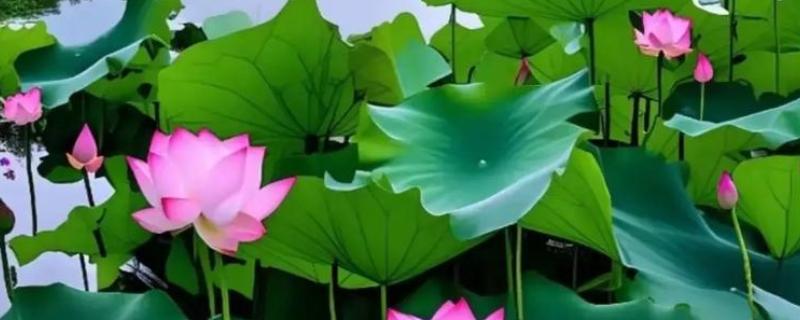 入伏和出伏时间怎么算，夏至后的第三个庚日开始入伏