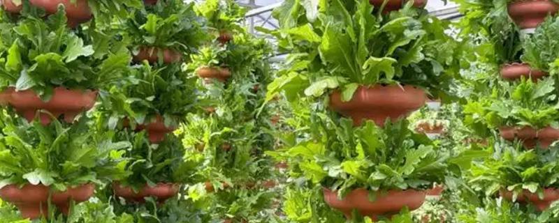 立柱式蔬菜的无土栽培，营养液槽要加入防渗材料