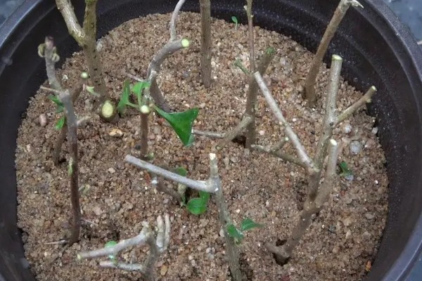 如何养殖含笑花,夏季要遮阴减少光照