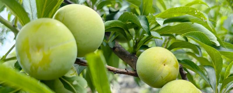 我国有什么品质好的李子，三月李、五月脆、蜂糖李等品种的品质较好