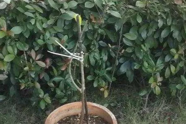 如何养殖含笑花,夏季要遮阴减少光照