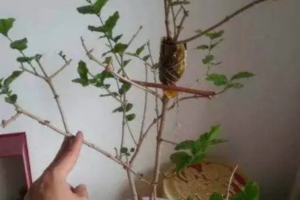 如何养殖含笑花,夏季要遮阴减少光照