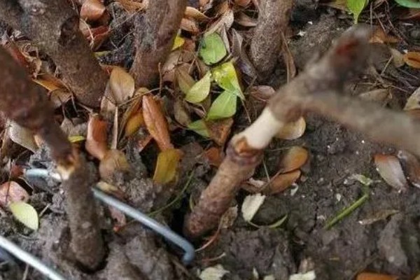 如何养殖含笑花,夏季要遮阴减少光照