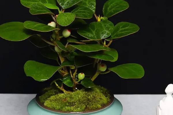 小盼菩提的养殖方法，在土壤表面干透后再浇水