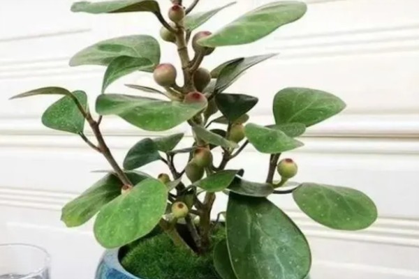 小盼菩提的养殖方法，在土壤表面干透后再浇水