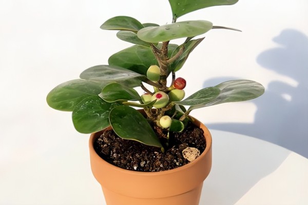 小盼菩提的养殖方法，在土壤表面干透后再浇水