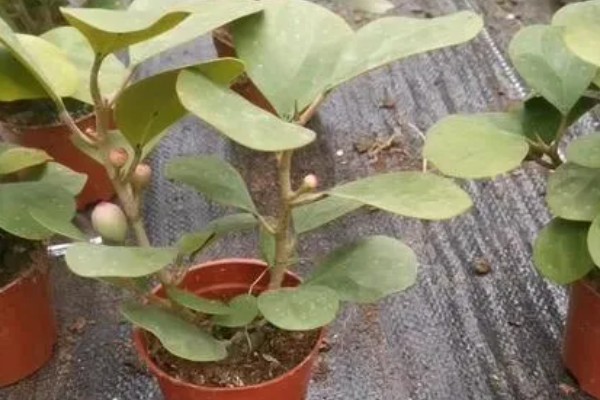 小盼菩提的养殖方法，在土壤表面干透后再浇水