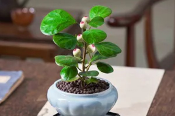 小盼菩提的养殖方法，在土壤表面干透后再浇水