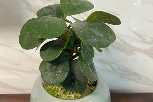 小盼菩提的养殖方法，在土壤表面干透后再浇水