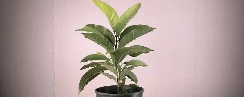 盆栽白兰花如何修剪，全年都可以为白兰花拉枝