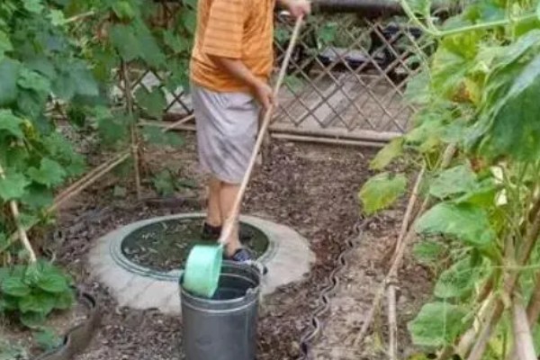 豆角可以浇大粪水吗，是可以冲施大粪水的