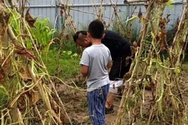 豆角可以浇大粪水吗，是可以冲施大粪水的