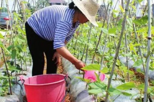 豆角可以浇大粪水吗，是可以冲施大粪水的