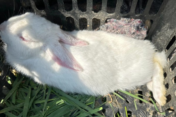 怎么鉴别母兔是否怀孕，毛色变得光亮且乳房凸显