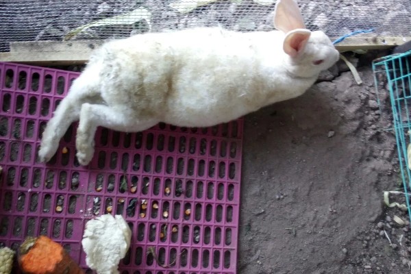 怎么鉴别母兔是否怀孕，毛色变得光亮且乳房凸显