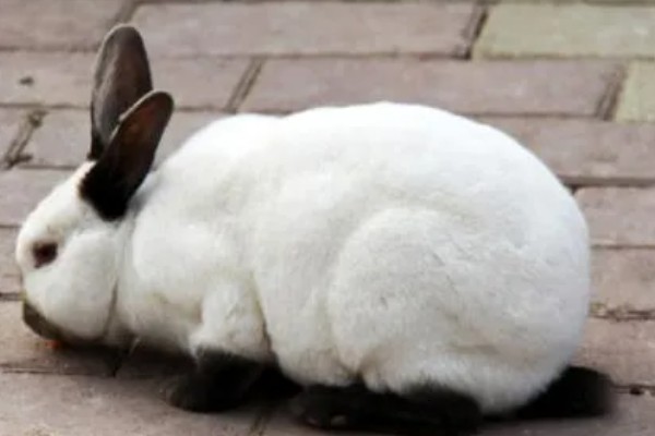 怎么鉴别母兔是否怀孕，毛色变得光亮且乳房凸显